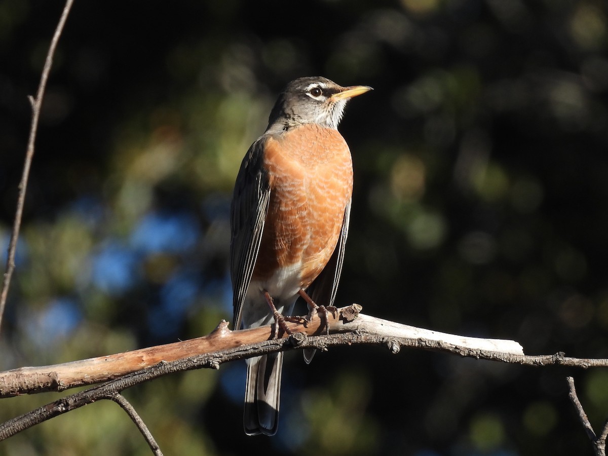 American Robin - ML647811761