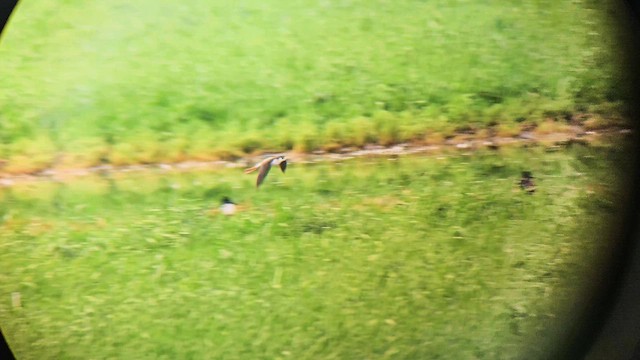 Black-necked Stilt - ML647811785