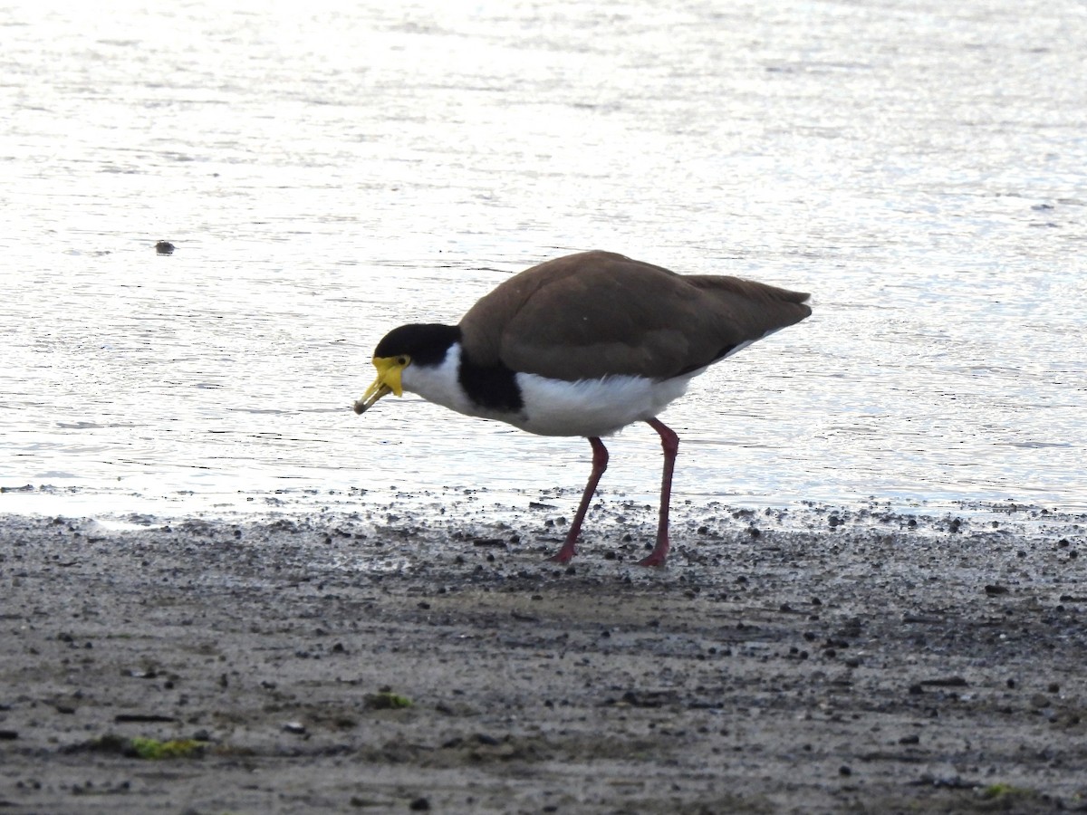 Hegabera maskaraduna - ML647811804