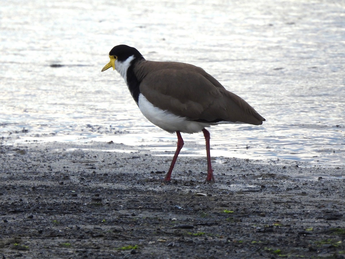 Hegabera maskaraduna - ML647811805