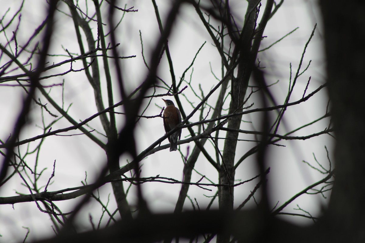 American Robin - ML647811811
