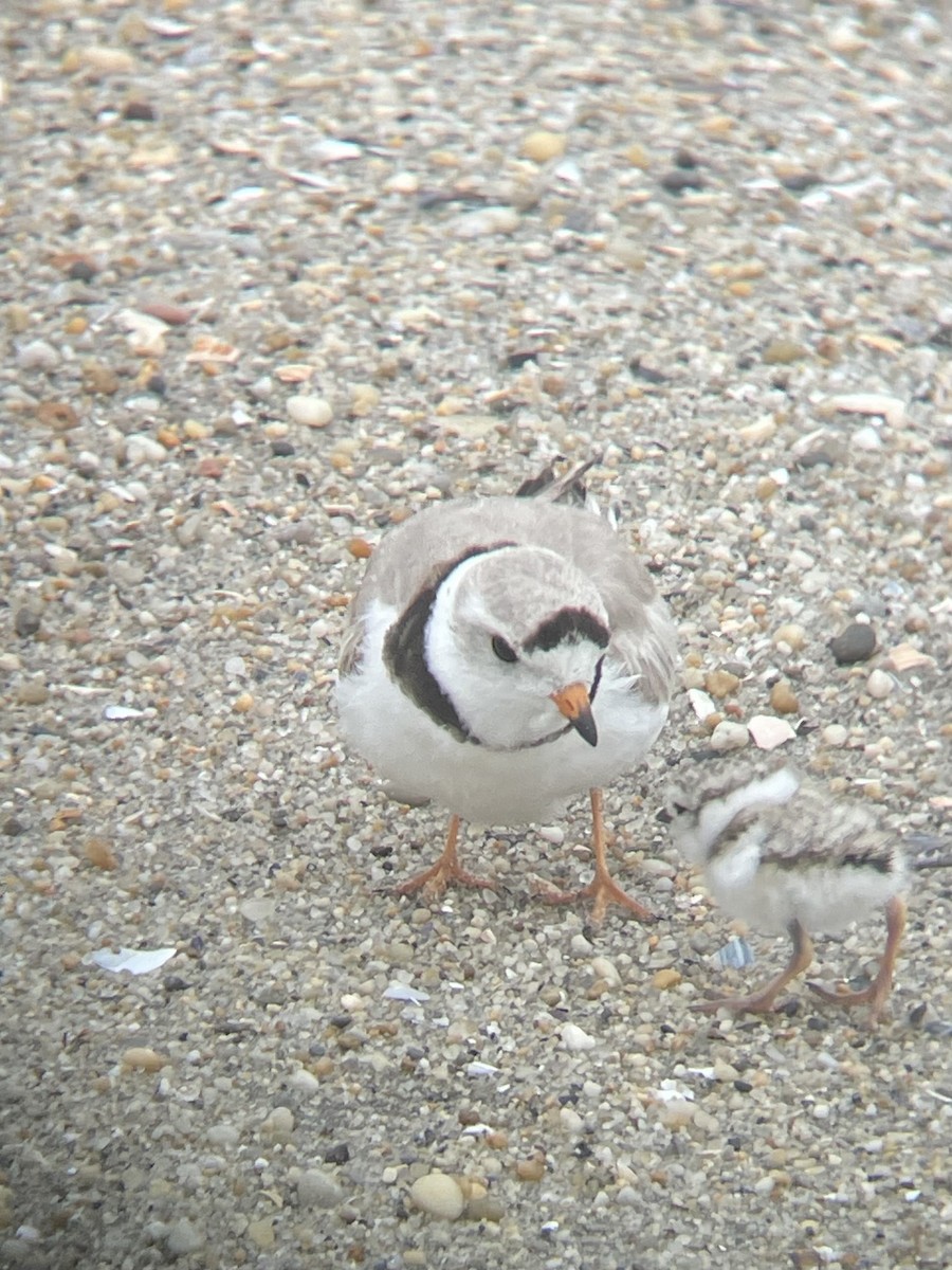 Piping Plover - ML647811824