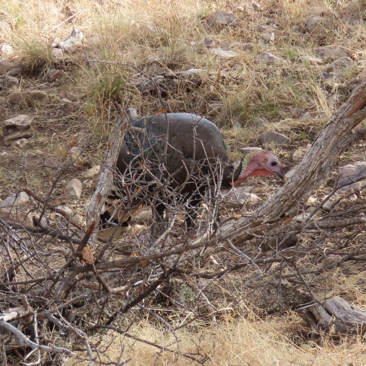 Wild Turkey - ML647811841