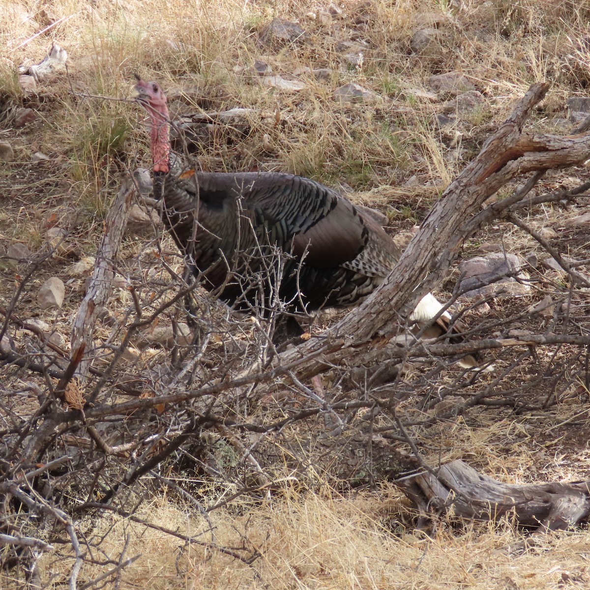 Wild Turkey - ML647811842