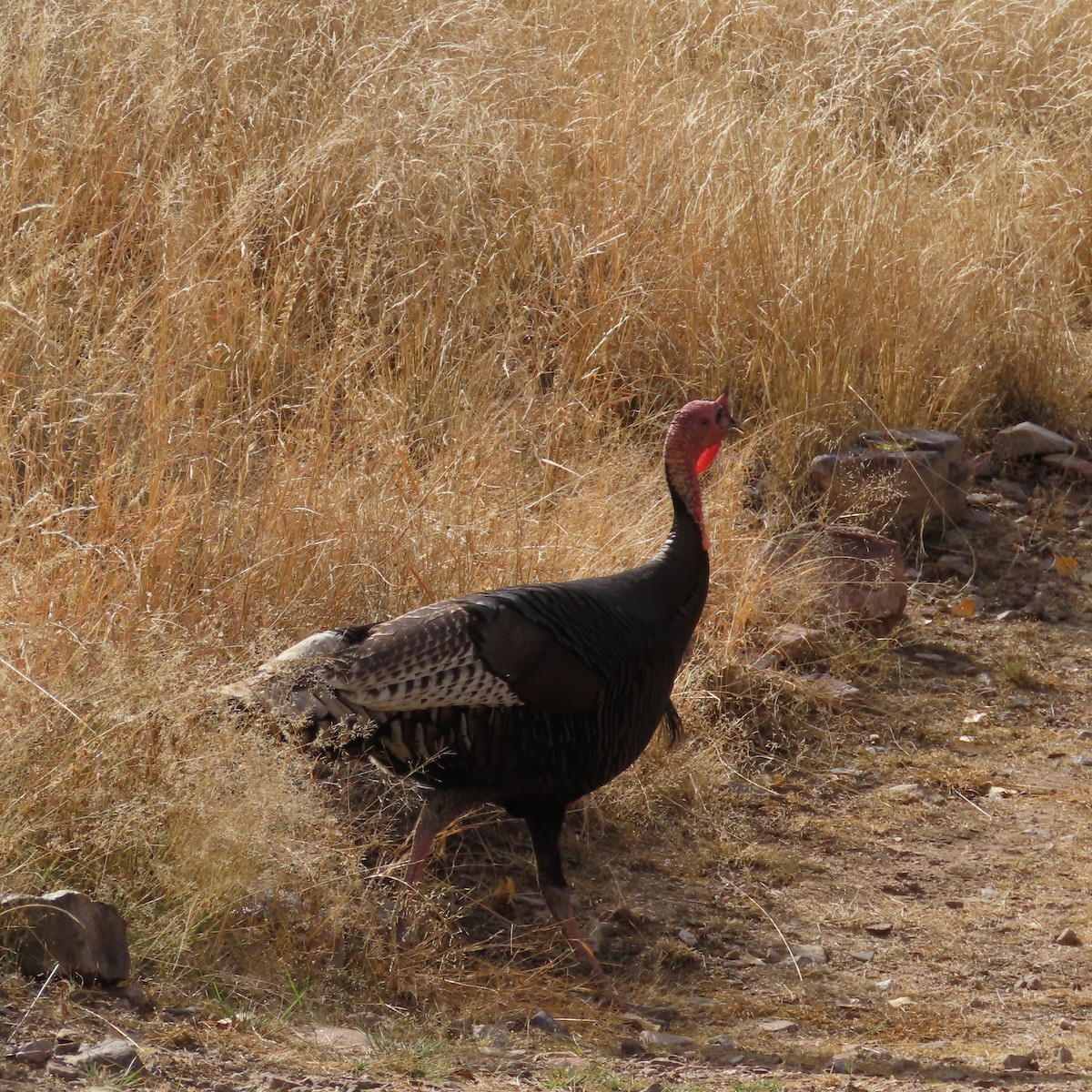 Wild Turkey - ML647811843