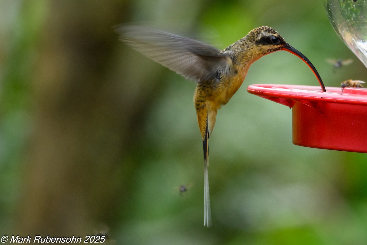Ermite à ventre fauve - ML647811844