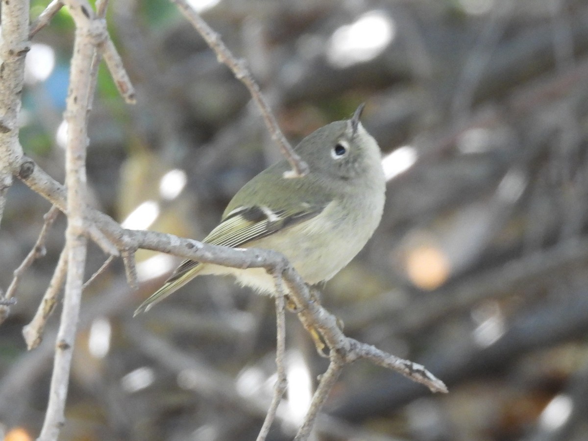 Ruby-crowned Kinglet - ML647811857
