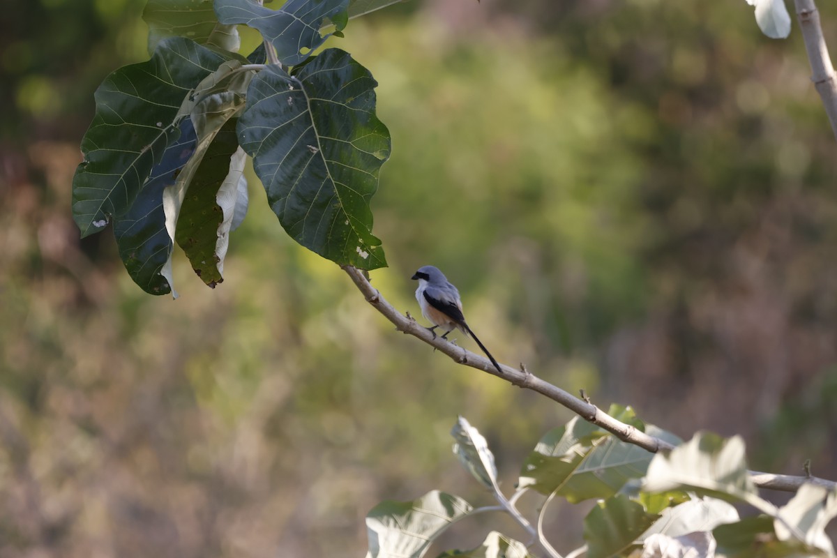 Long-tailed Shrike - ML647811913