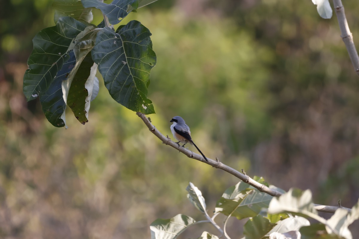 Long-tailed Shrike - ML647811914