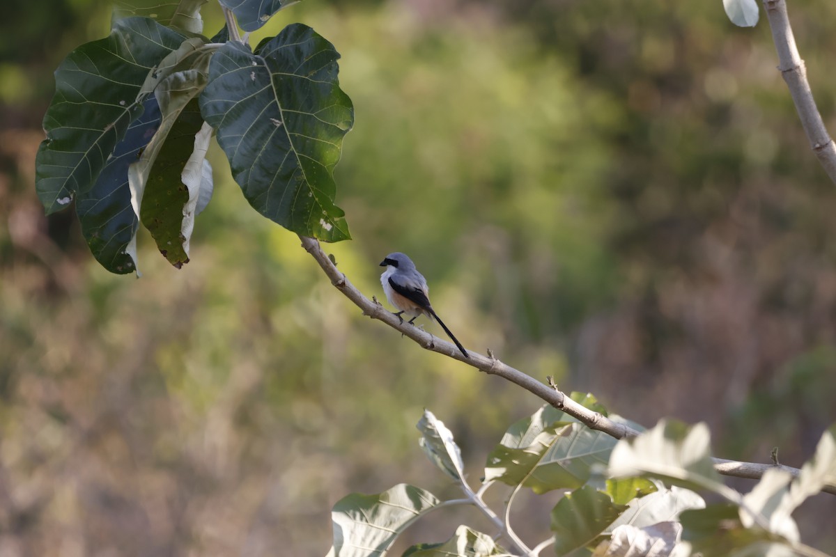 Long-tailed Shrike - ML647811915