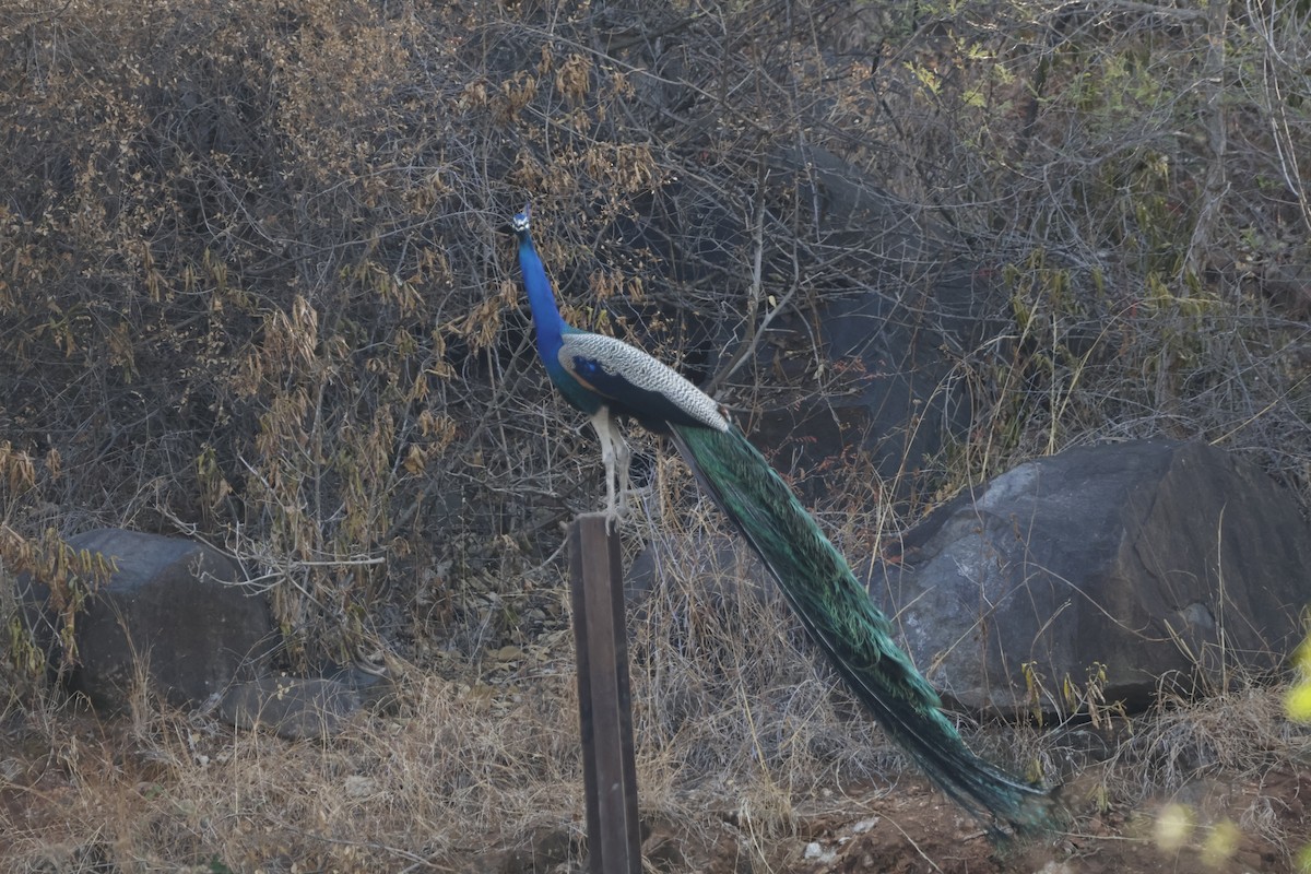 Indian Peafowl - ML647811936
