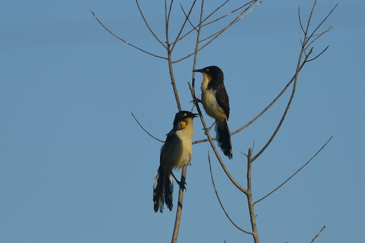 Black-capped Donacobius - ML647811937