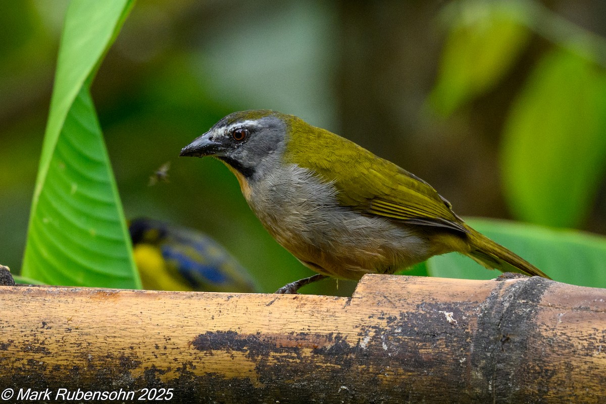 Buff-throated Saltator - ML647811938