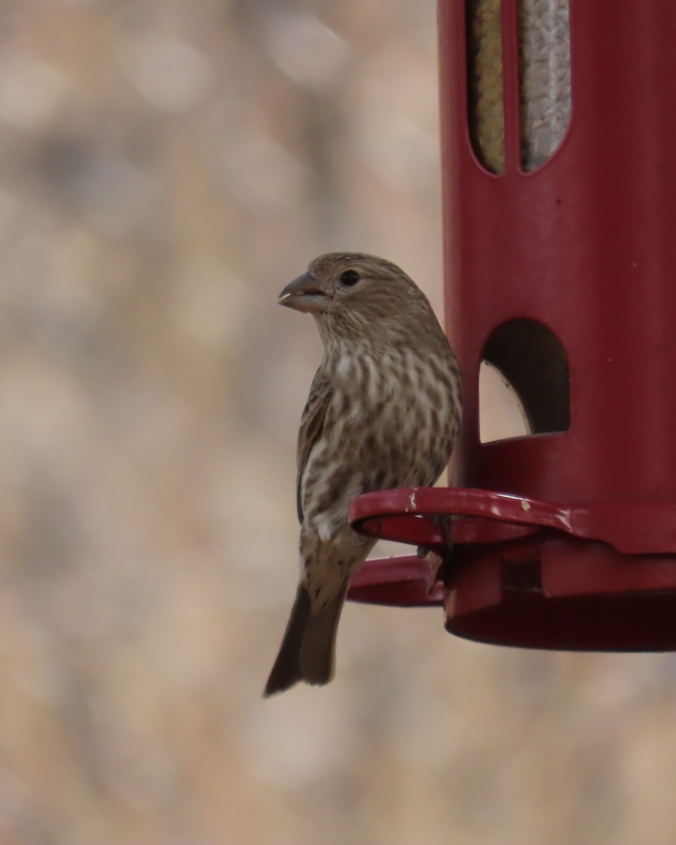 House Finch (Common) - ML647811939