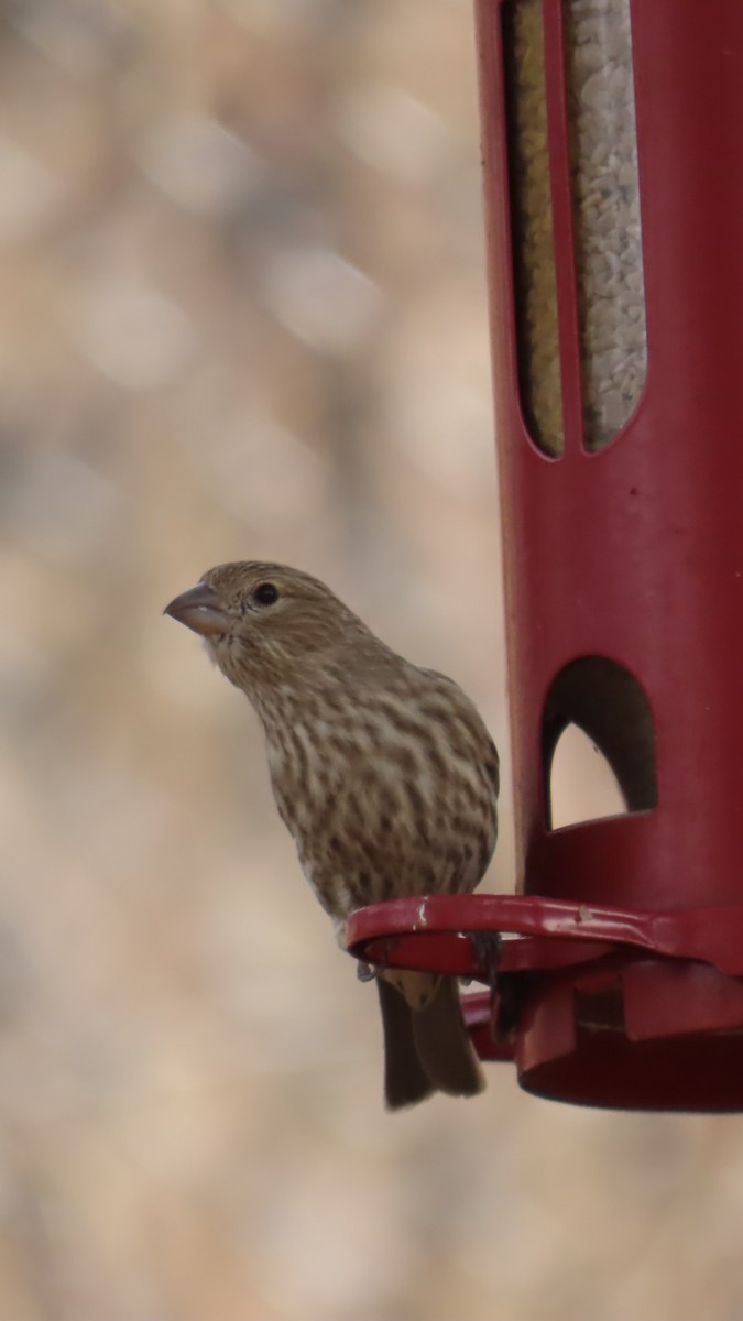 House Finch (Common) - ML647811940