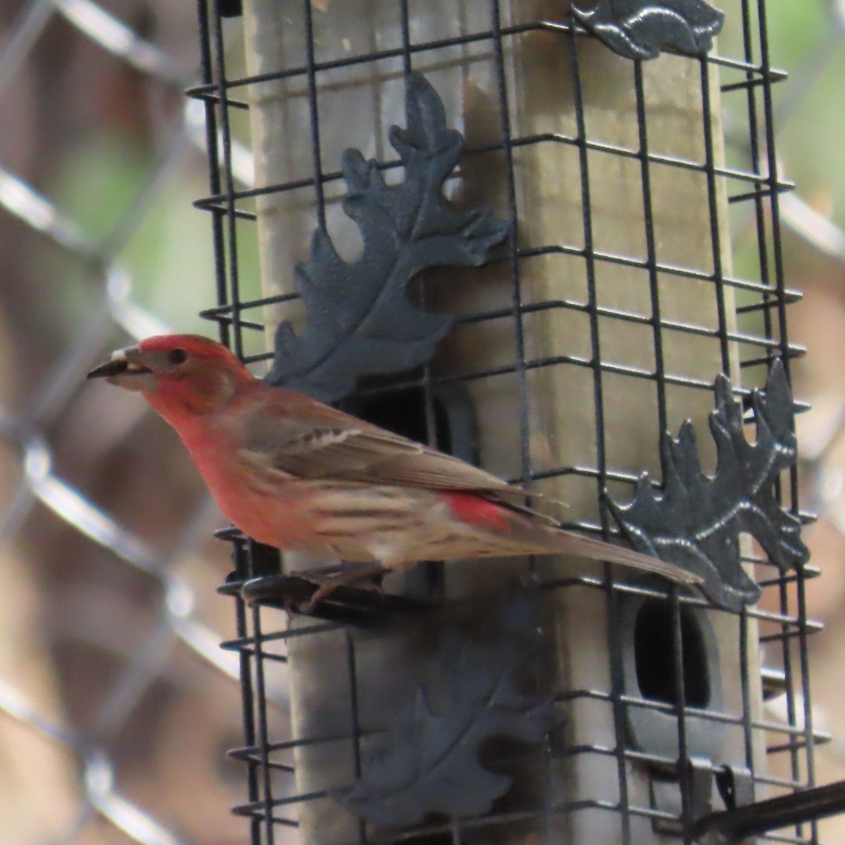 House Finch (Common) - ML647811941