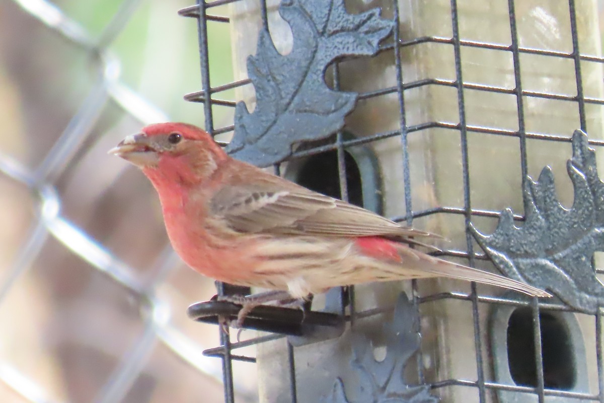 House Finch (Common) - ML647811942