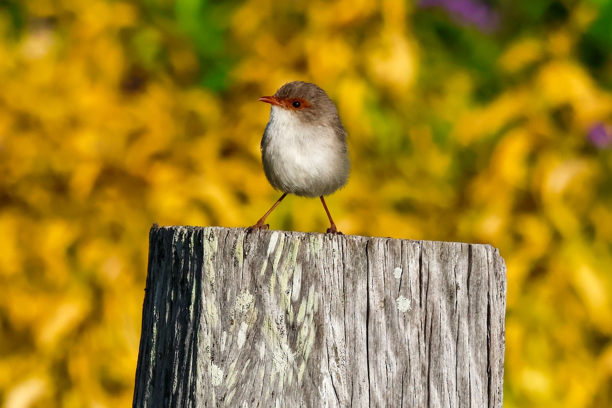 Superb Fairywren - ML647811943
