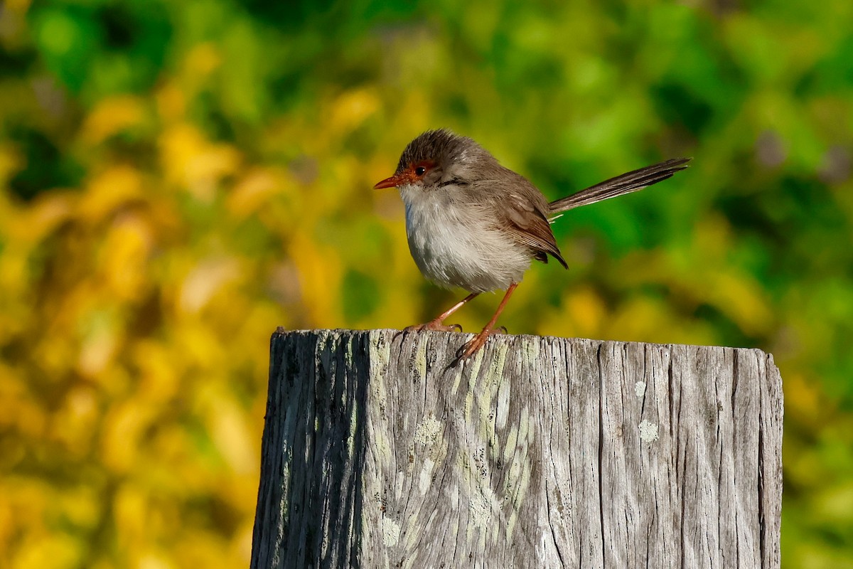 Superb Fairywren - ML647811944