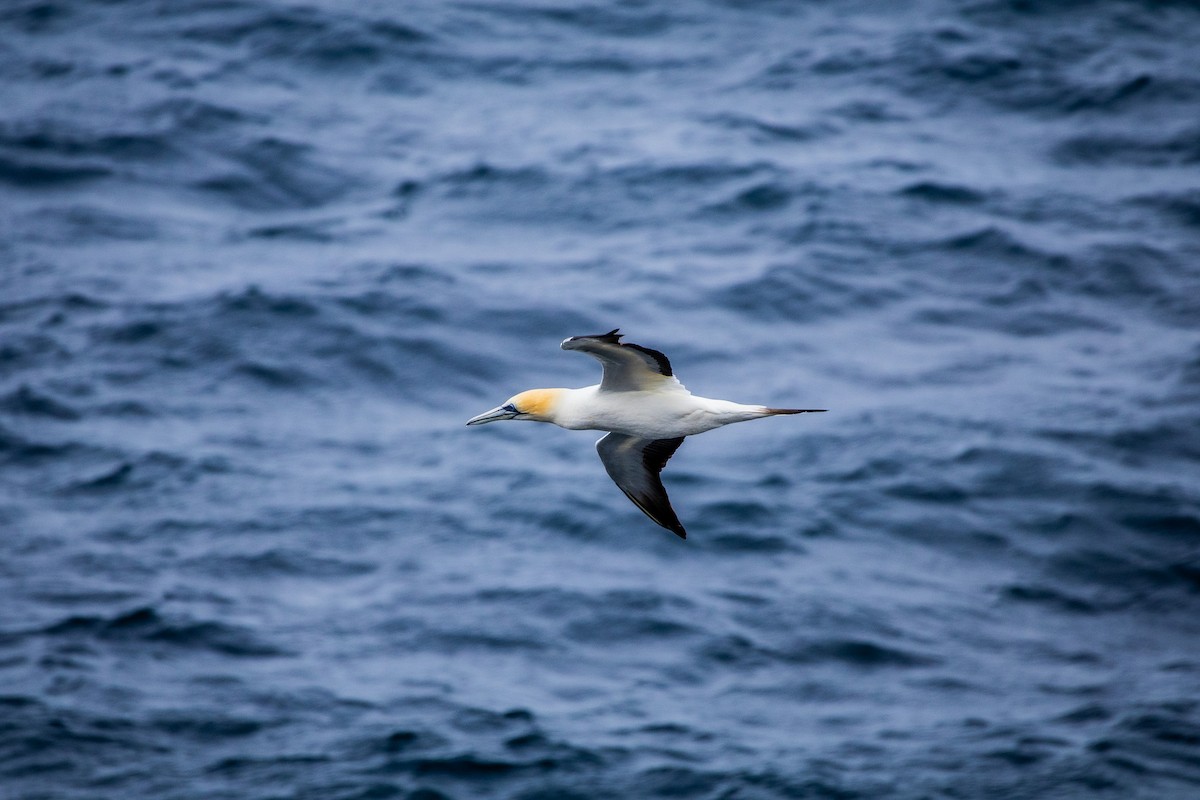 Australasian Gannet - ML647811945