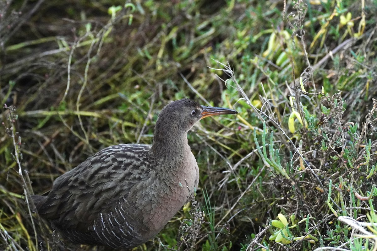 Ridgway's Rail - ML647811946