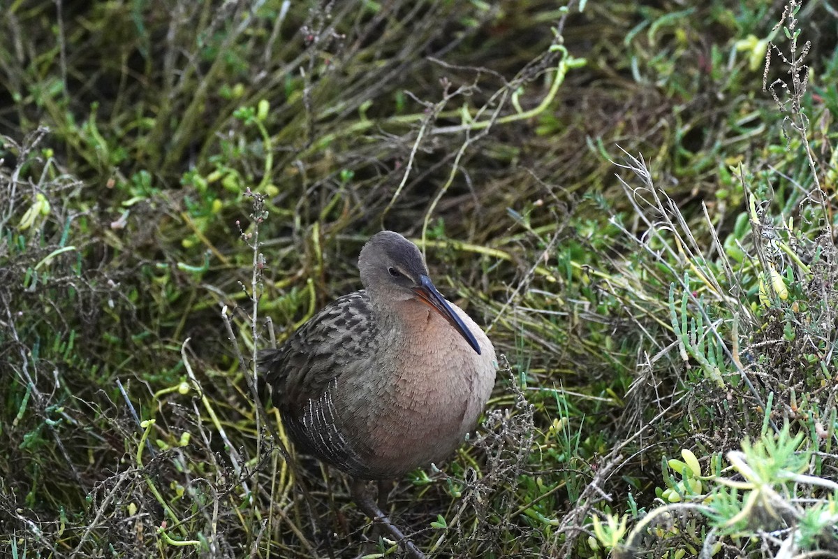 Ridgway's Rail - ML647811947