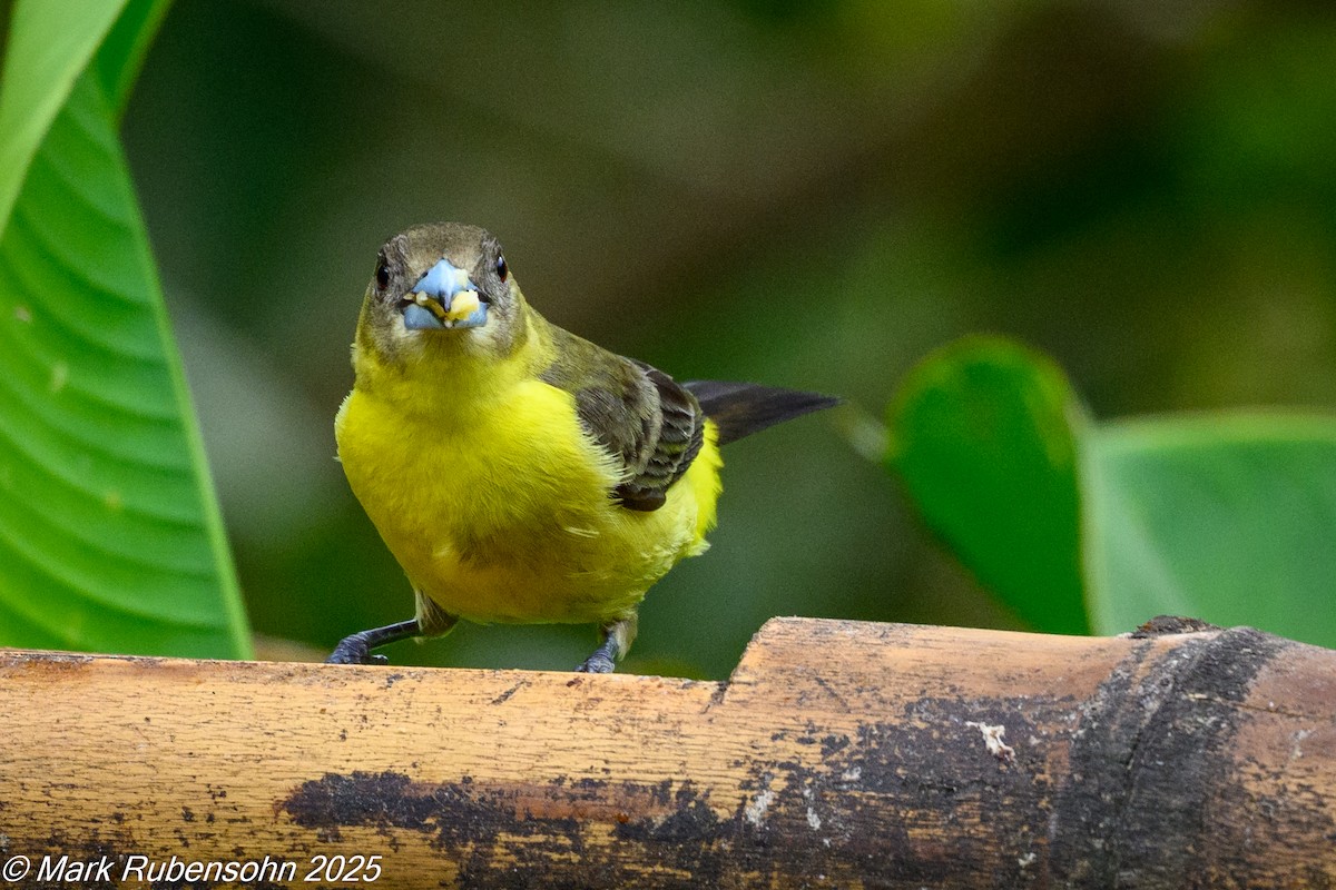 Flame-rumped Tanager - ML647811948