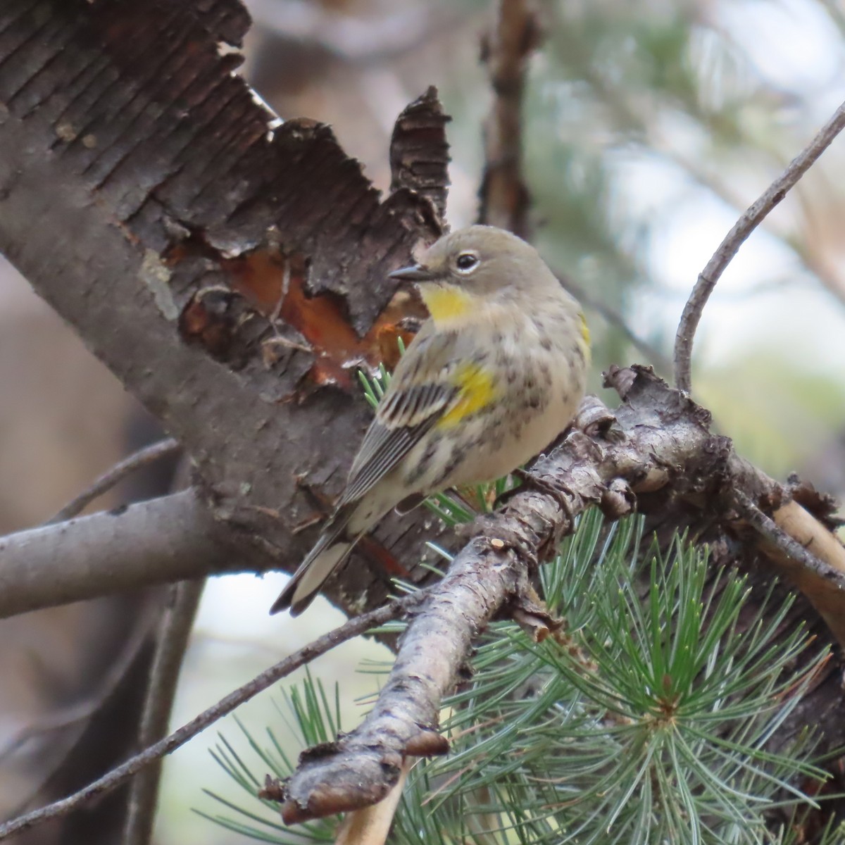 Yellow-rumped Warbler (Audubon's) - ML647811949