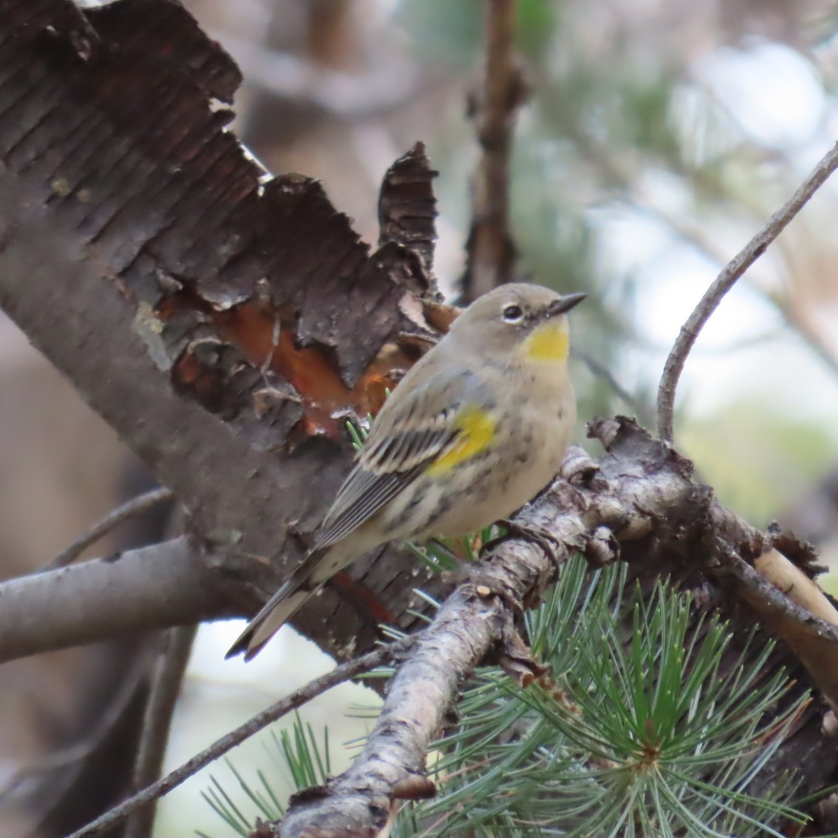 Yellow-rumped Warbler (Audubon's) - ML647811950