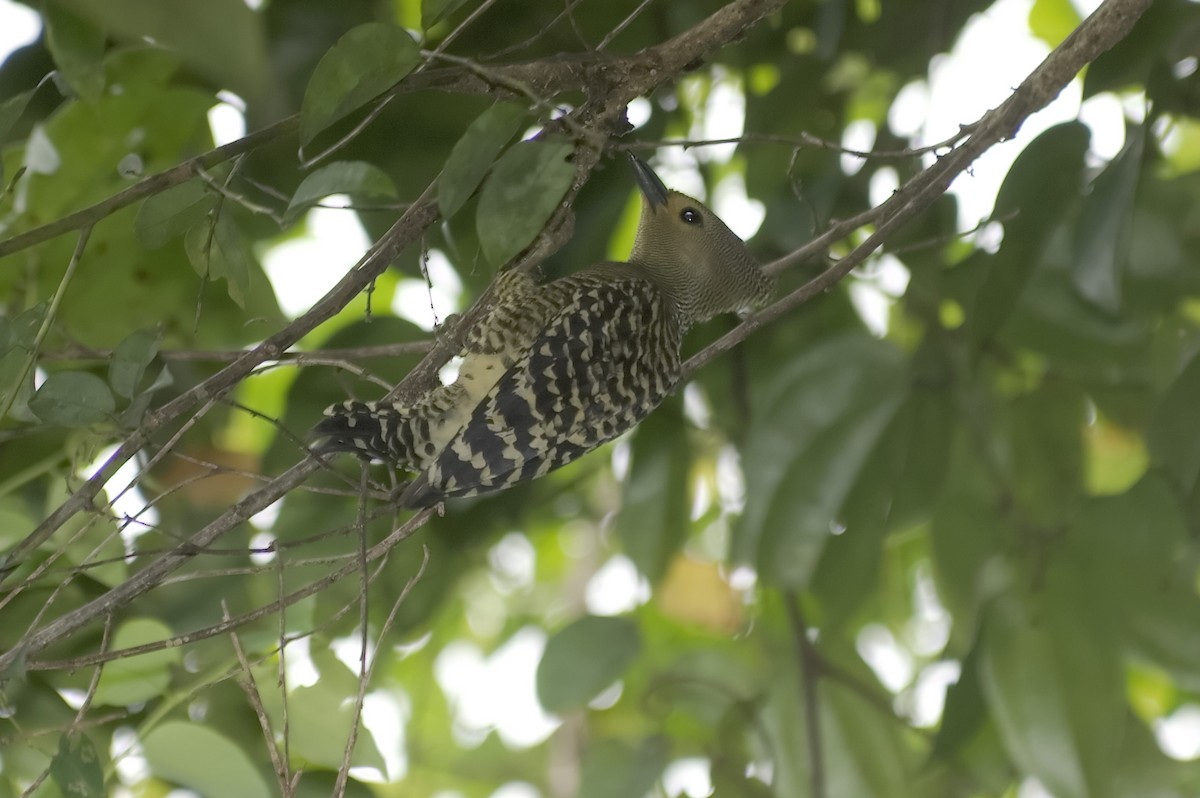 Buff-rumped Woodpecker - ML647811952