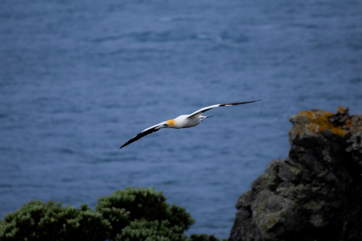 Australasian Gannet - ML647811953