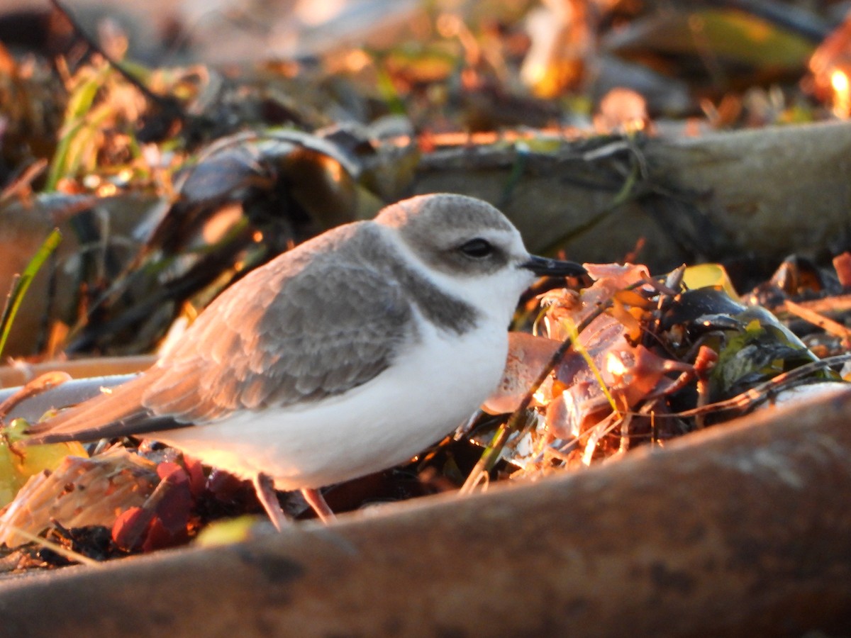 Snowy Plover - ML647811956