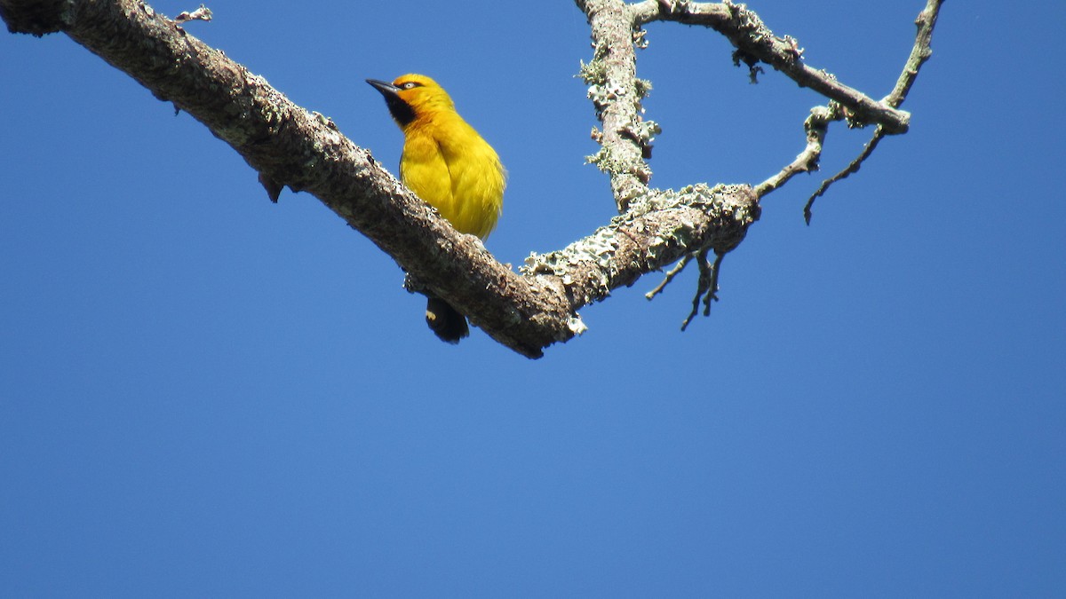 Spectacled Weaver - ML647811958