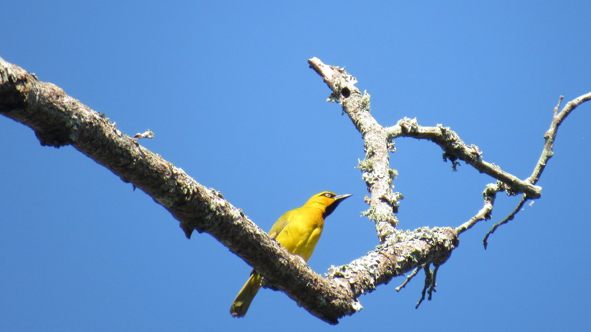 Spectacled Weaver - ML647811959