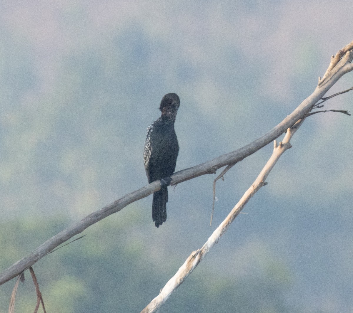 Reed Cormorant - ML647811960