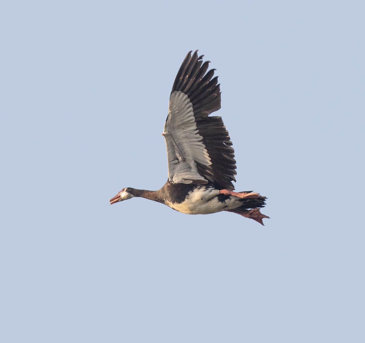 Spur-winged Goose (Northern) - ML647811964