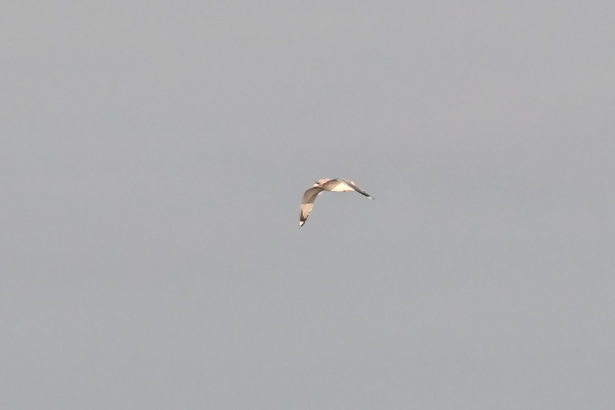 Bonaparte's Gull - ML647811976