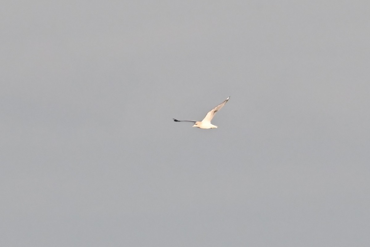 Bonaparte's Gull - ML647811979