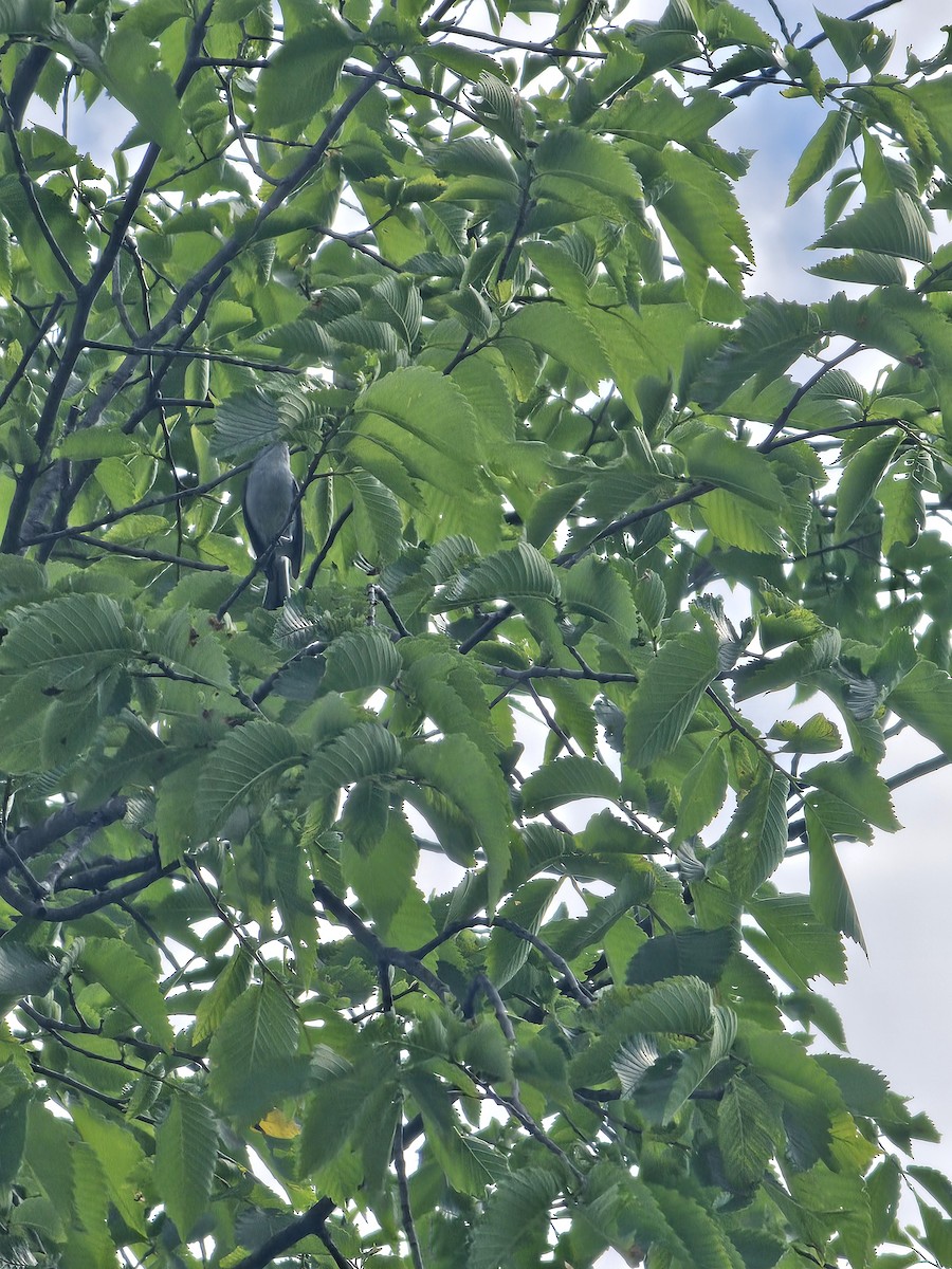 ブユムシクイ - ML647812003