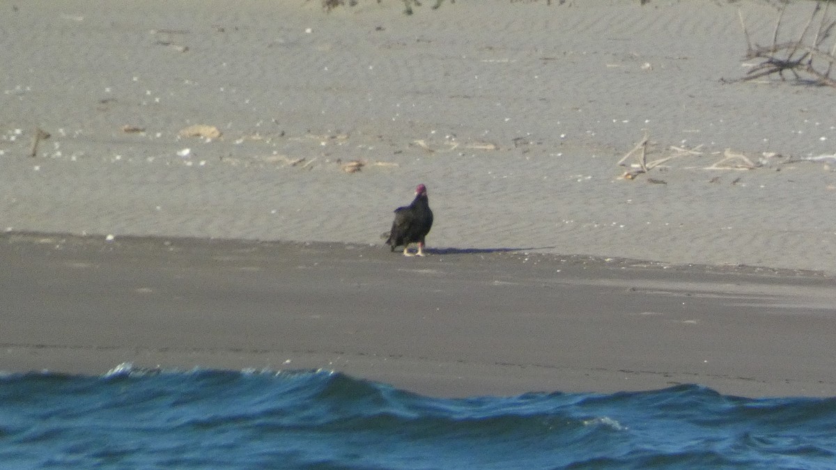 Turkey Vulture - ML647812004