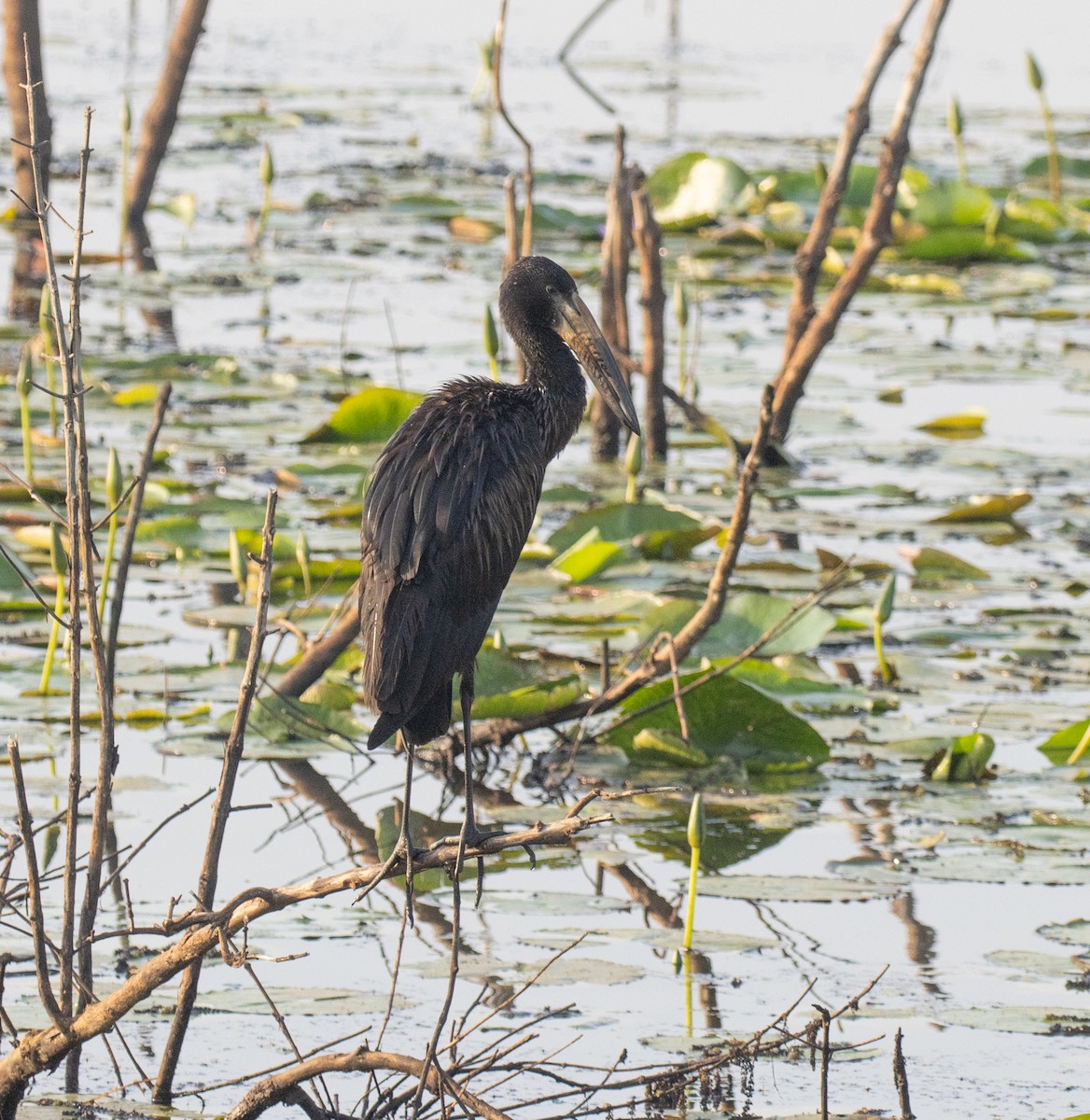 African Openbill - ML647812015
