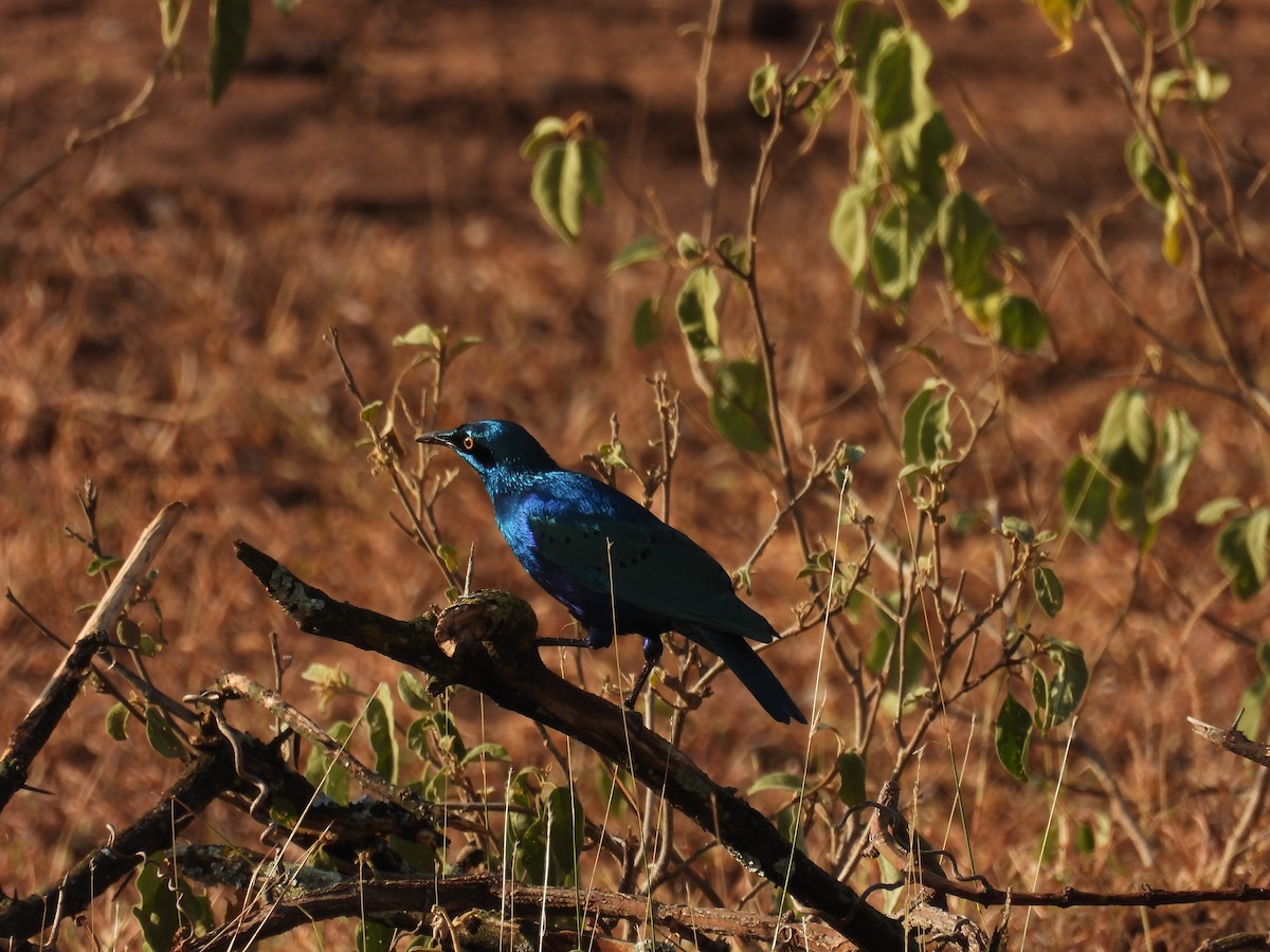 Greater Blue-eared Starling - ML647812017