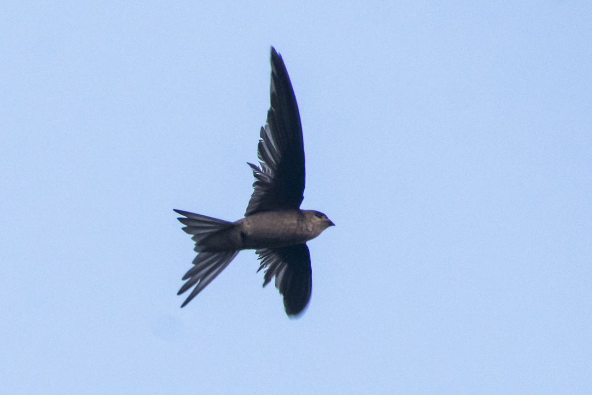 Asian Palm Swift - ML647812025