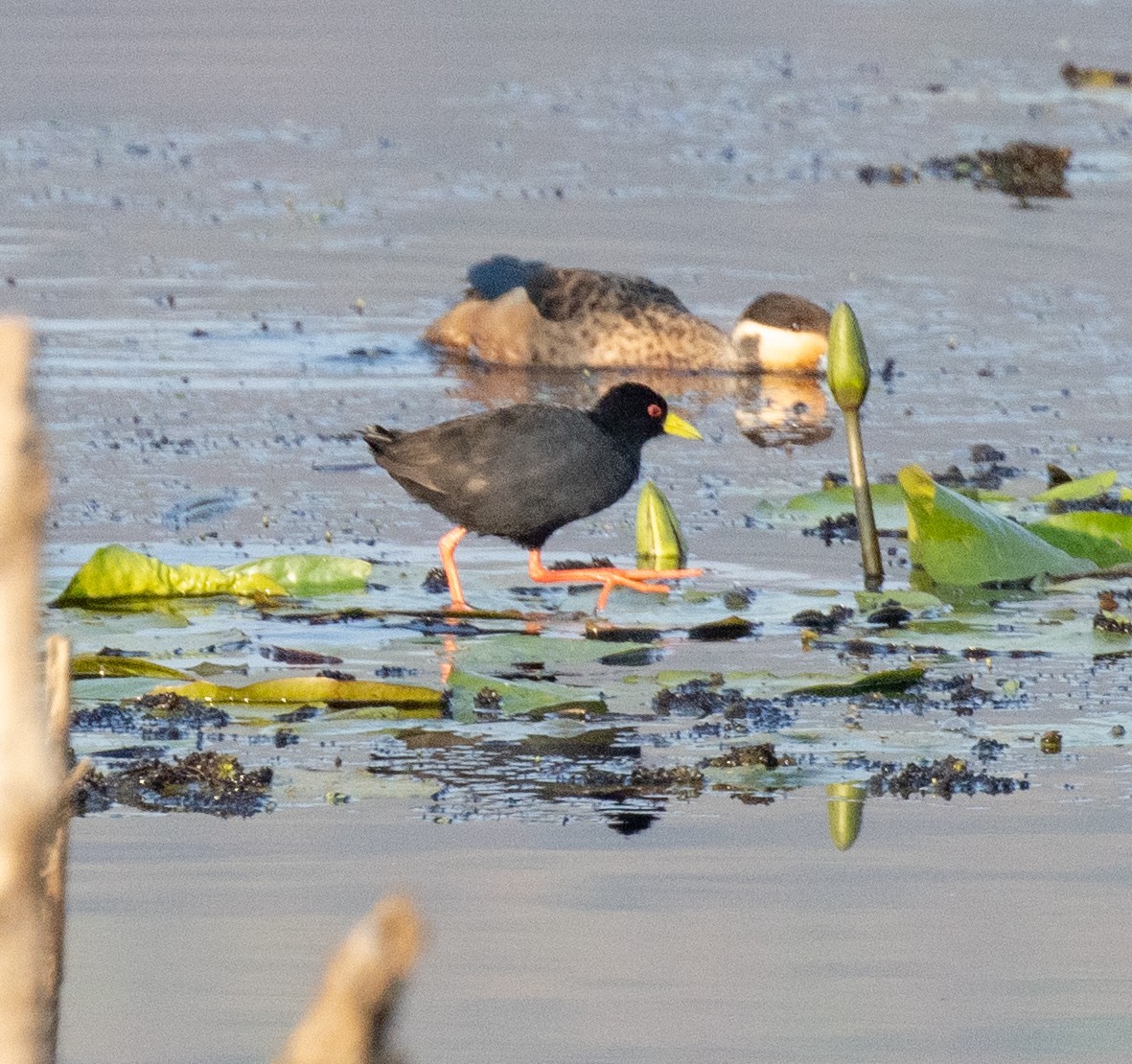 svartrikse - ML647812030