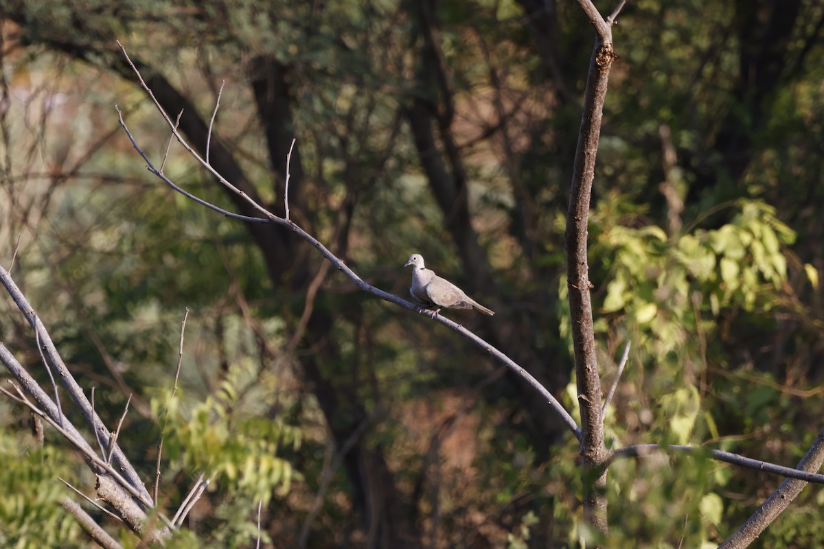 Eurasian Collared-Dove - ML647812031
