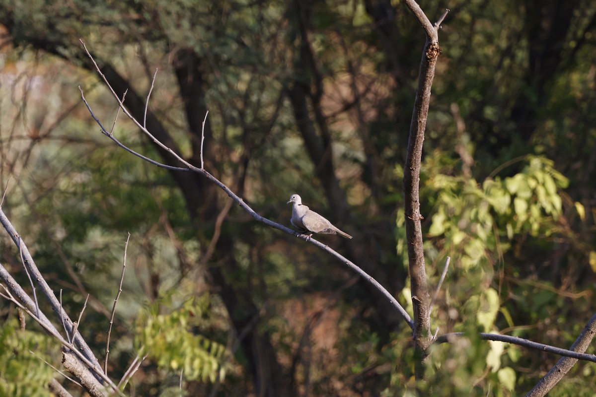 Eurasian Collared-Dove - ML647812032