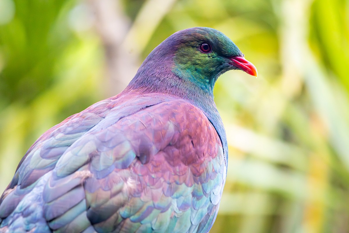 New Zealand Pigeon - ML647812034
