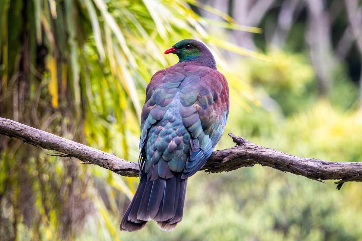 New Zealand Pigeon - ML647812035