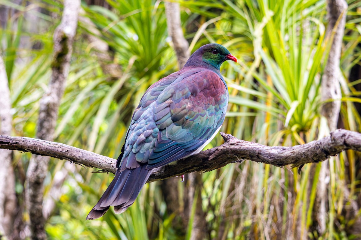 New Zealand Pigeon - ML647812036