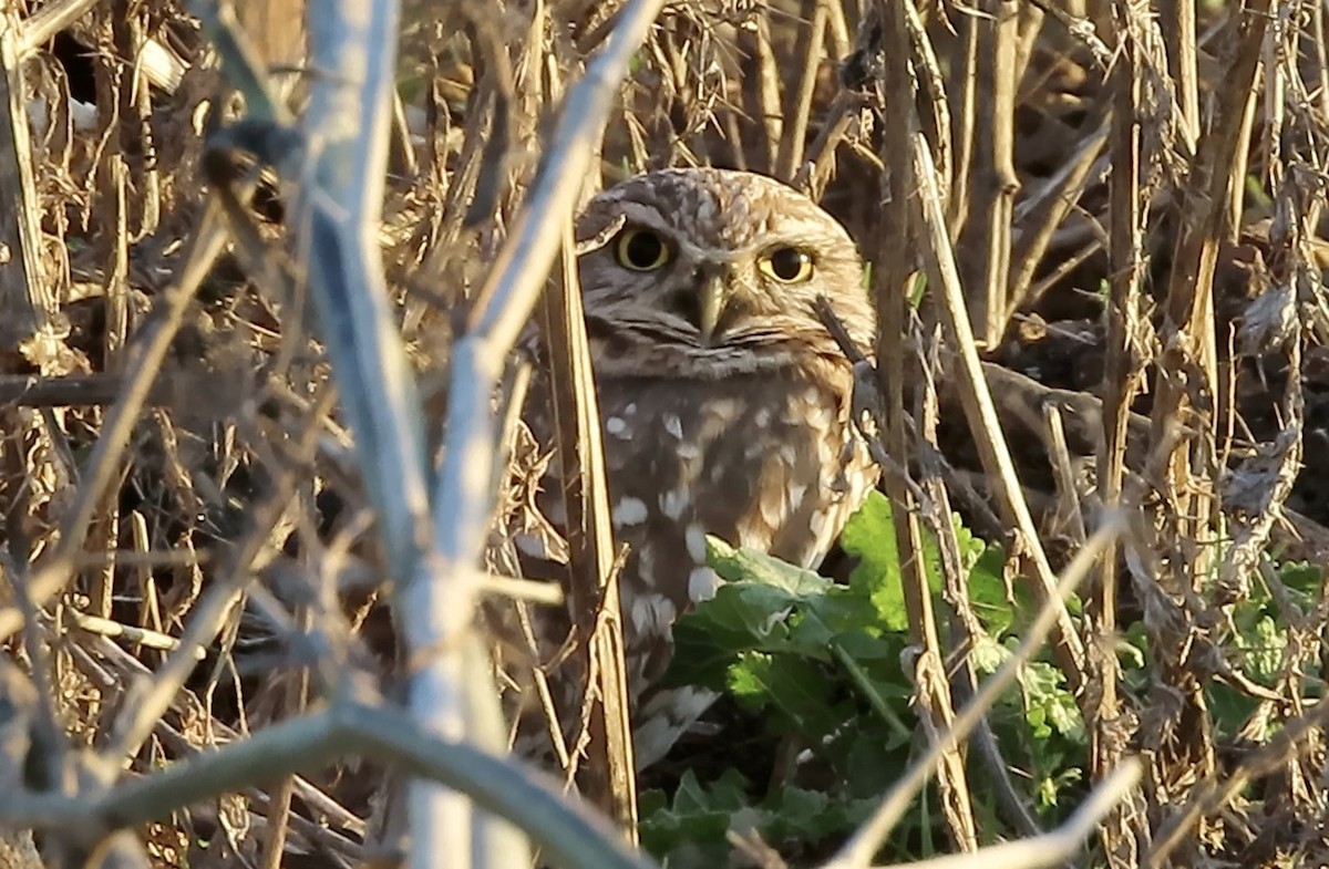 Burrowing Owl - ML647812042